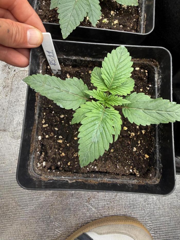 Rs11. Week 2 - Rs11 