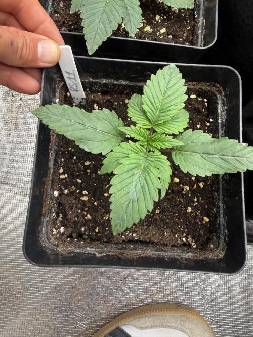 RS11 - F1 HYBRID. Week 2