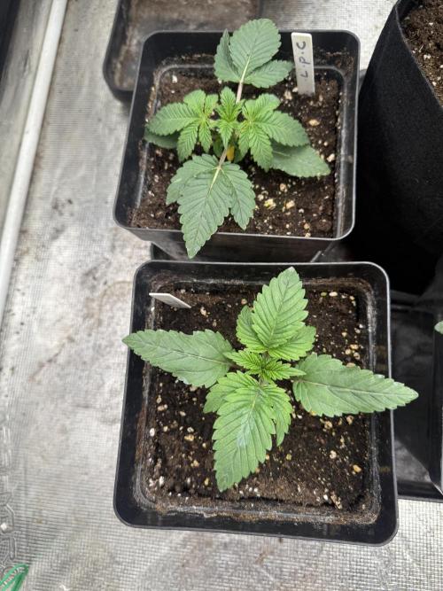 London pound cake. Week 2 - Lpc 