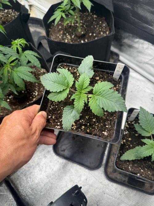 London pound cake. Week 2 - Lpc 