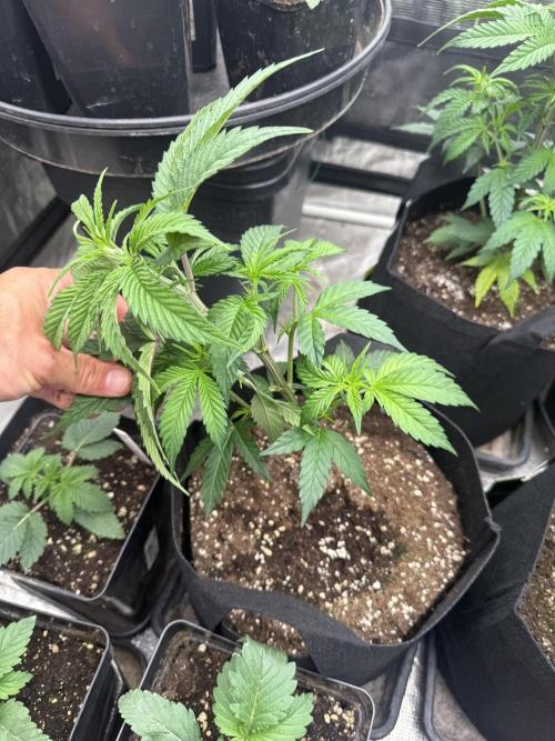 Papaya frosting cuttings. Week 3