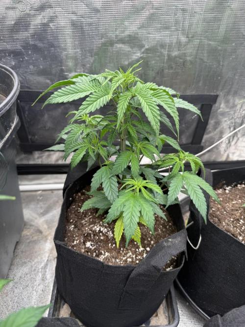 Papaya frosting cuttings. Week 3