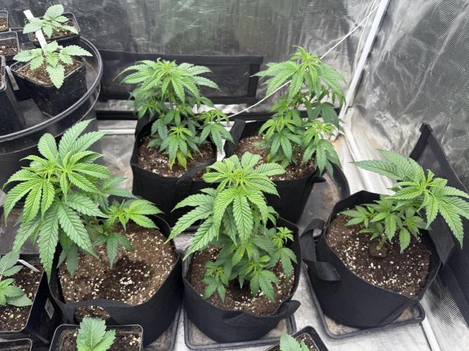 Papaya frosting cuttings. Week 3