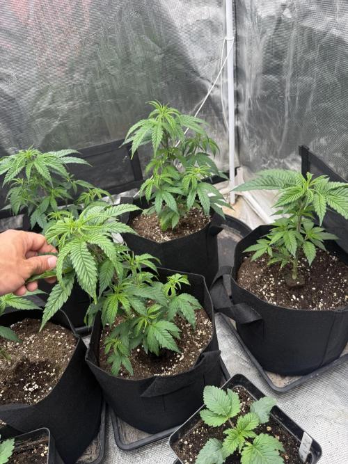 Papaya frosting cuttings. Week 3