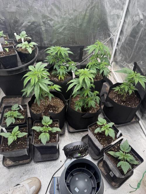 Papaya Frosting. Week 3