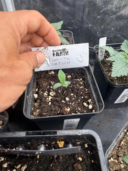 Barneys. Week 1 - Lemon tree 