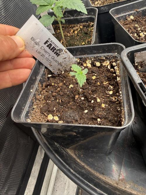 Barneys. Week 1 - Black cherry gushers 