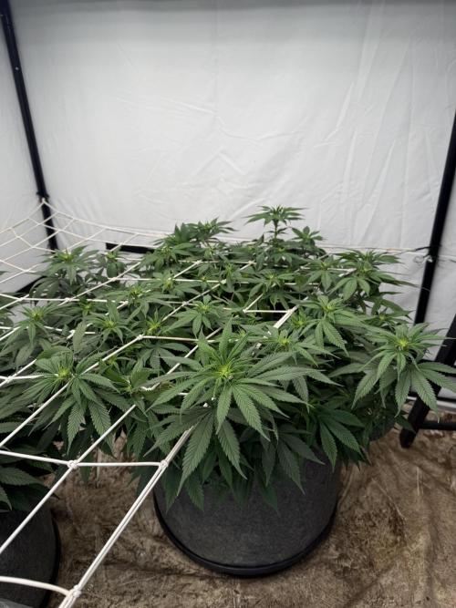 Papaya frosting 2026. Week 9