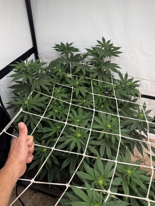 Papaya frosting 2026. Week 9