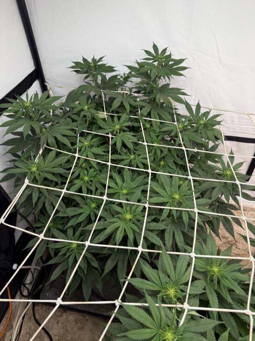 Papaya frosting 2026. Week 9