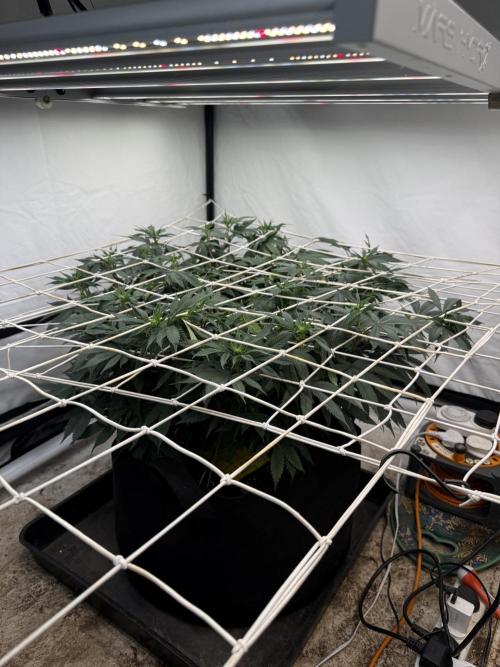 Papaya Frosting. Week 9