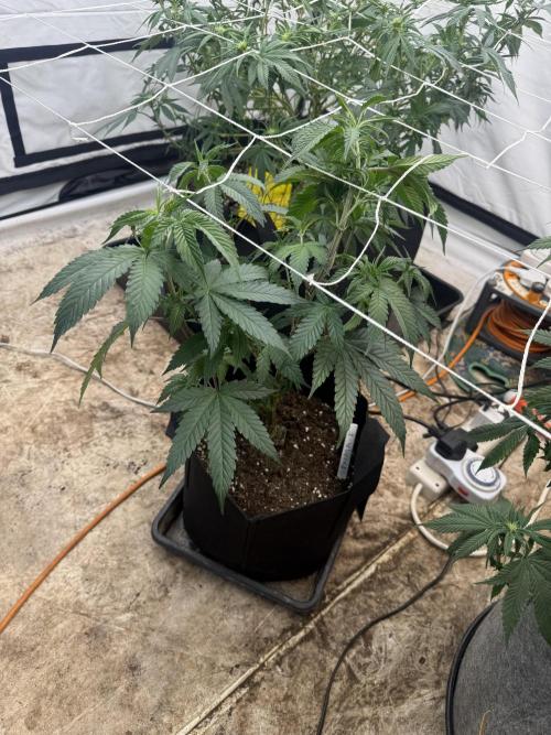 Papaya frosting cuttings. Week 4 - Put into flower tent , first week 