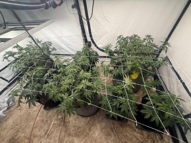 Papaya Frosting. Week 4