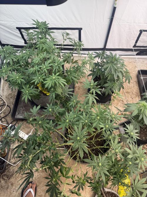 Papaya frosting 2026. Week 9