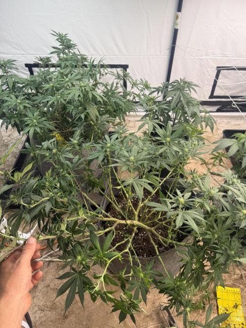 Papaya frosting 2026. Week 9