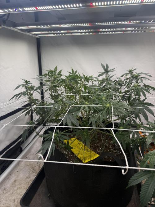 Papaya frosting 2026. Week 9