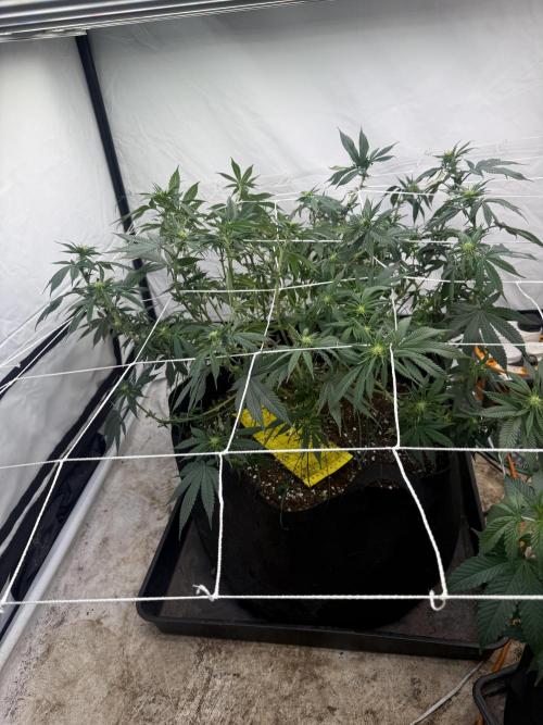 Papaya frosting 2026. Week 9