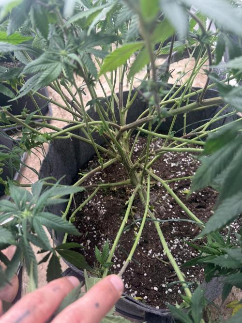 Papaya Frosting. Week 9