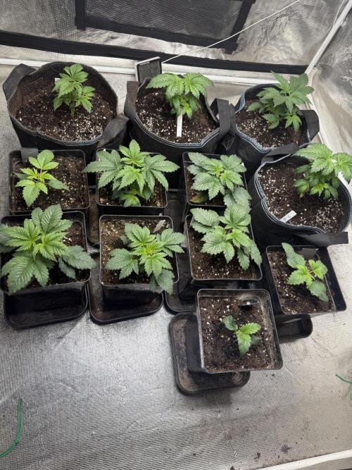 Rs11. Week 3