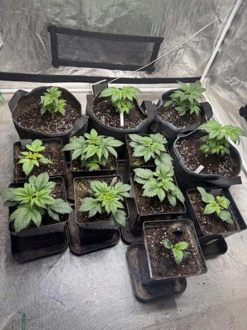 Rs11. Week 3