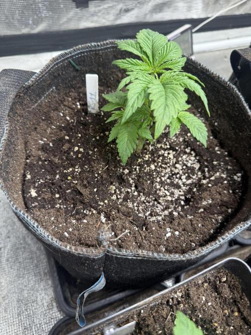 Rs11. Week 3