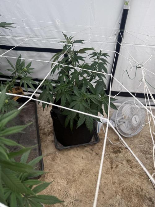 Papaya frosting cuttings. Week 4