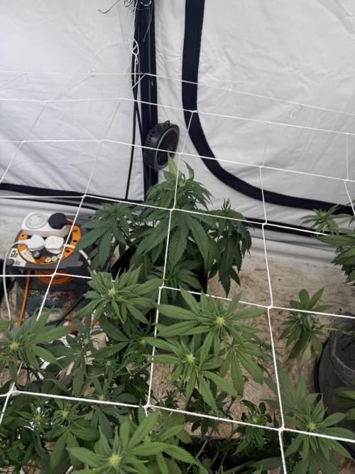 Papaya frosting cuttings. Week 4