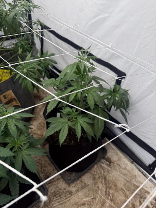 Papaya frosting cuttings. Week 4