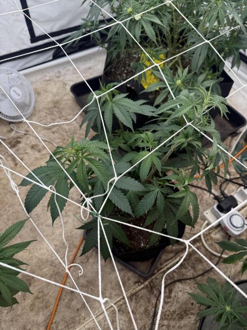 Papaya Frosting. Week 4