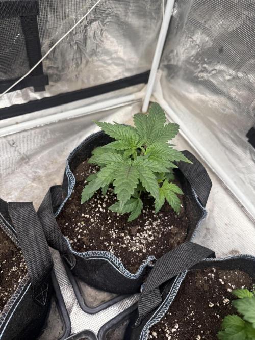 London pound cake. Week 3