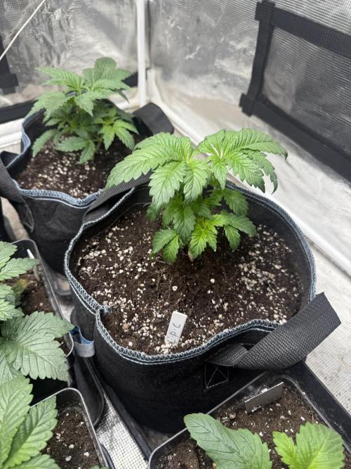 London pound cake. Week 3