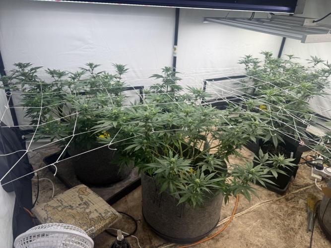Papaya Frosting. Week 10