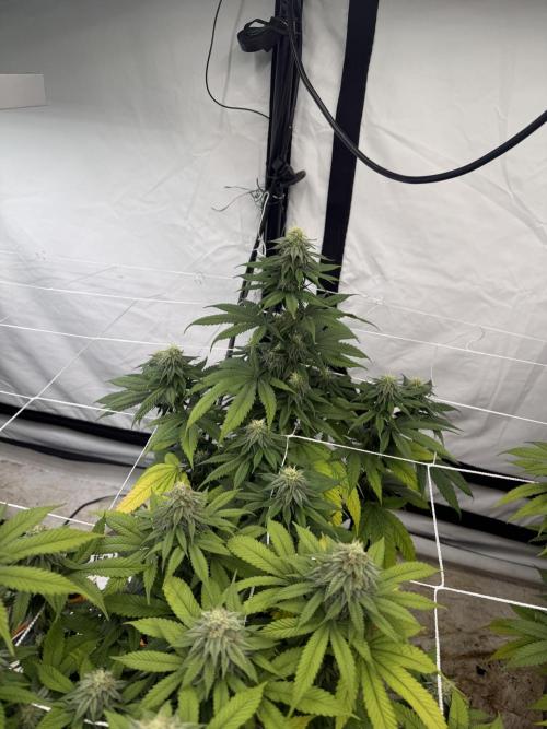 Papaya frosting 2026. Week 12