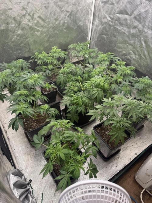 London pound cake. Week 6