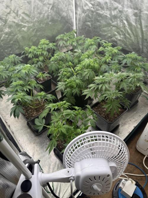 London pound cake. Week 6