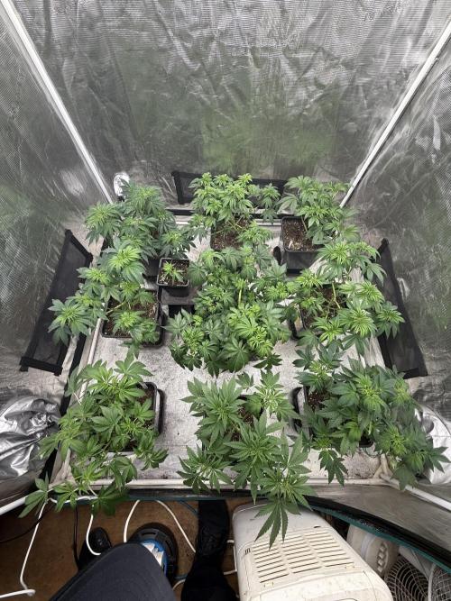 London pound cake. Week 6