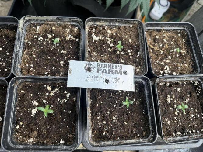 London pound cake. Week 0 - 🌱 🌱 