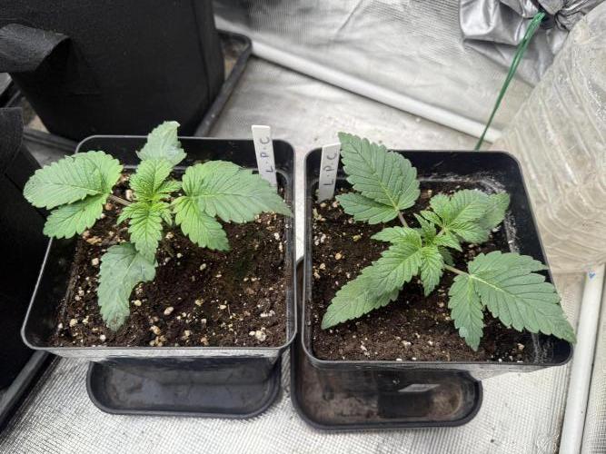 London pound cake. Week 2 - Lpc 