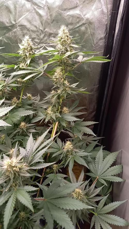 Sun of a peach - organic