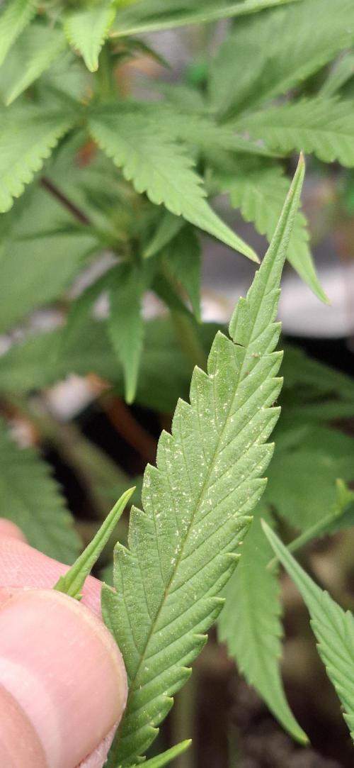 growpraesi