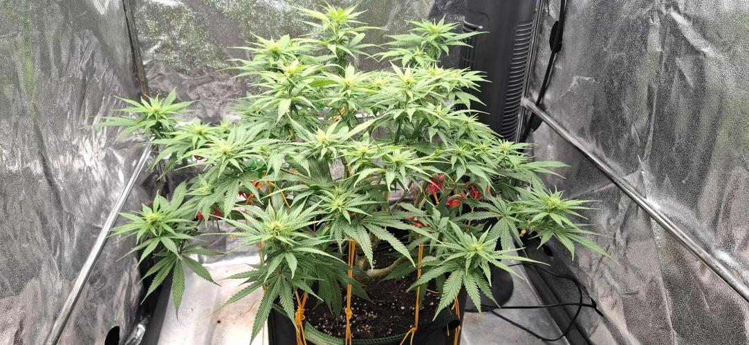 growpraesi