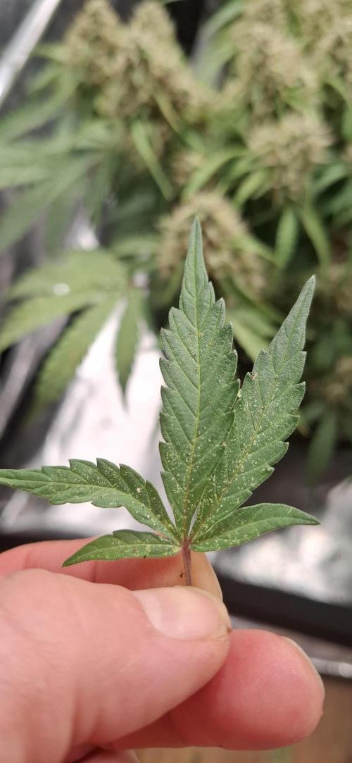 growpraesi