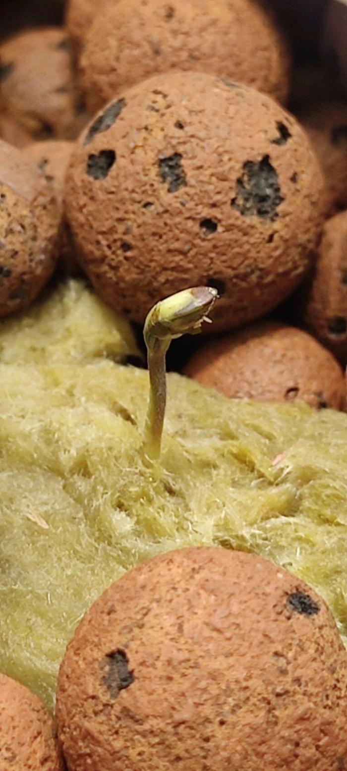 GrandDaddy Purple Auto XXL. Week 0 - After three days the seed germinates in rockwool.