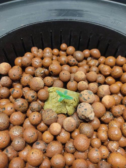 GrandDaddy Purple Auto XXL. Week 1