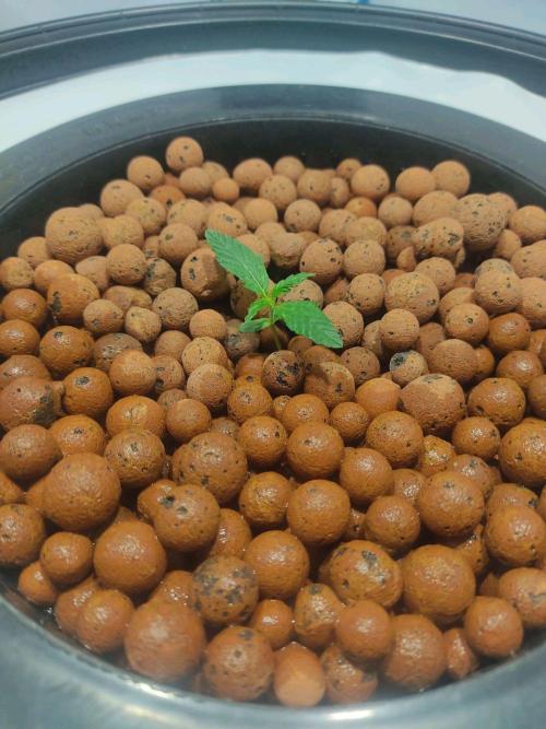 GrandDaddy Purple Auto XXL. Week 1