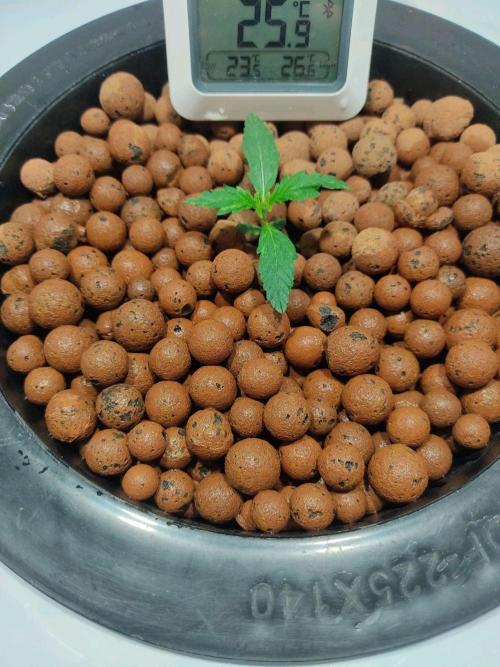 GrandDaddy Purple Auto XXL. Week 1