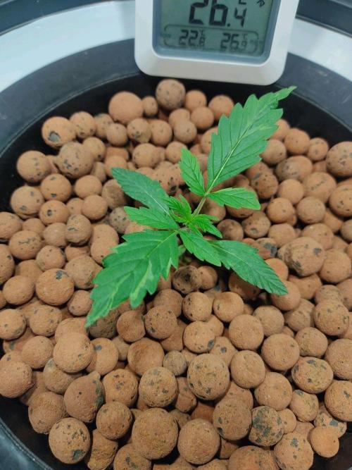 GrandDaddy Purple Auto XXL. Week 2