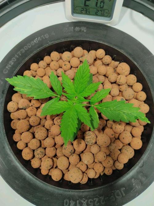 GrandDaddy Purple Auto XXL. Week 2