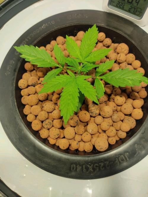 GrandDaddy Purple Auto XXL. Week 2