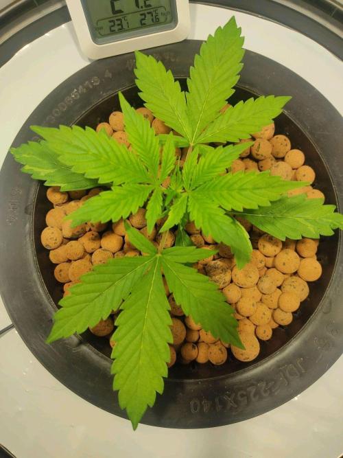 GrandDaddy Purple Auto XXL. Week 2